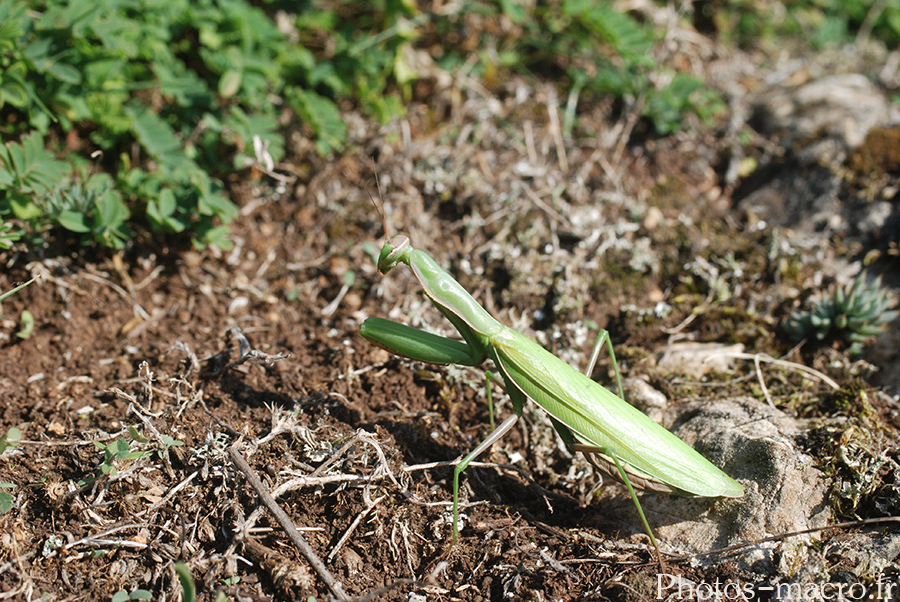 Mantis religiosa